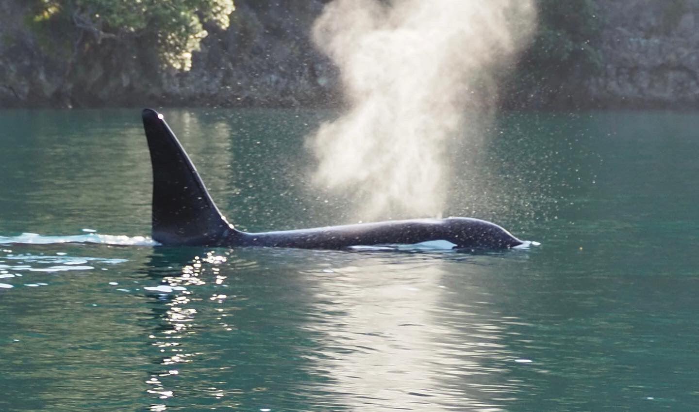 Photo. Big orca male at Great Barrier Island.