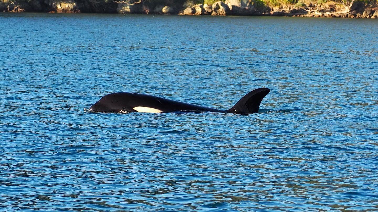 Photo. A female orca coming up to the surface.