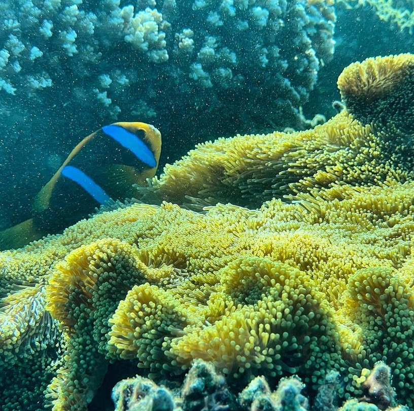 coral reef