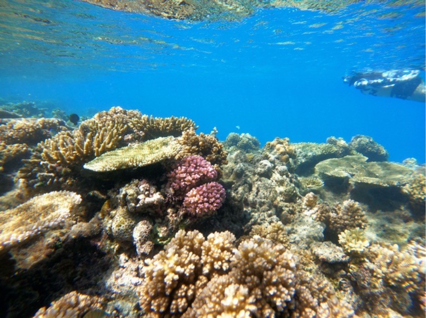 diving